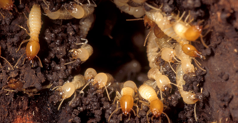 termite-usdoa.jpg