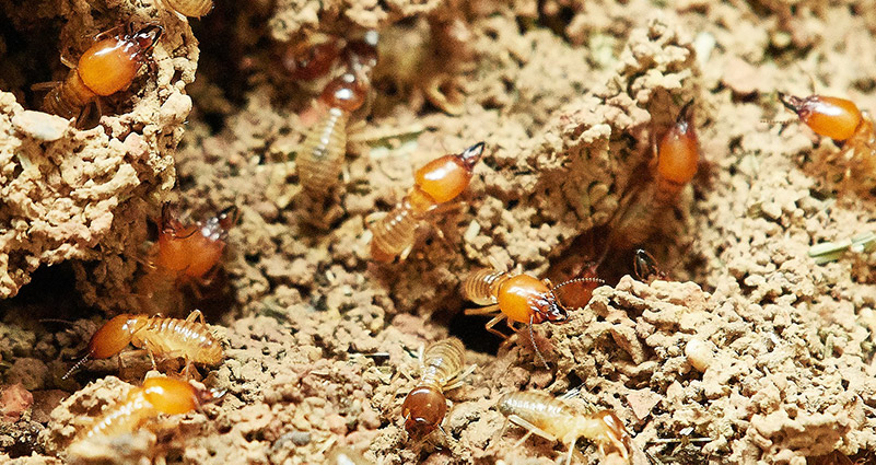 termite-freeimg.jpg