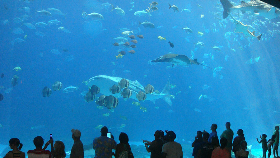 aquarium-freeimg_RenataCorrea.jpg