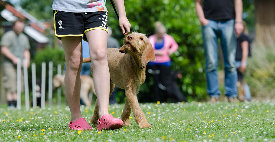 dog-school-freeimg_KatrinB.jpg