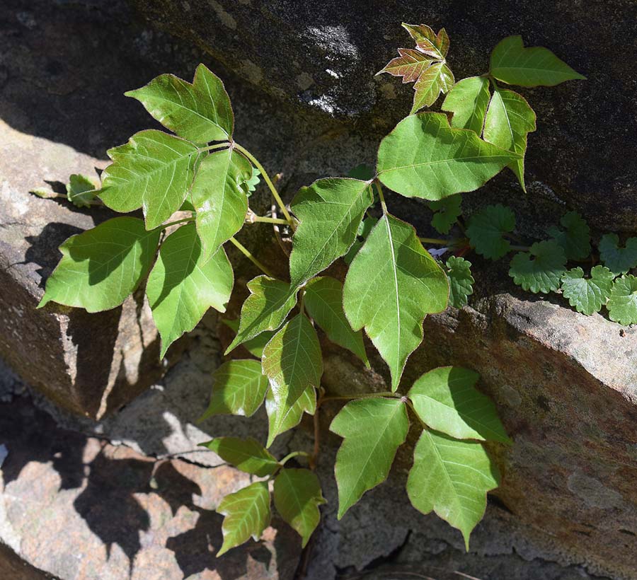 poison-ivy-on-stone-wall-freeimg_Leoleobobeo.jpg