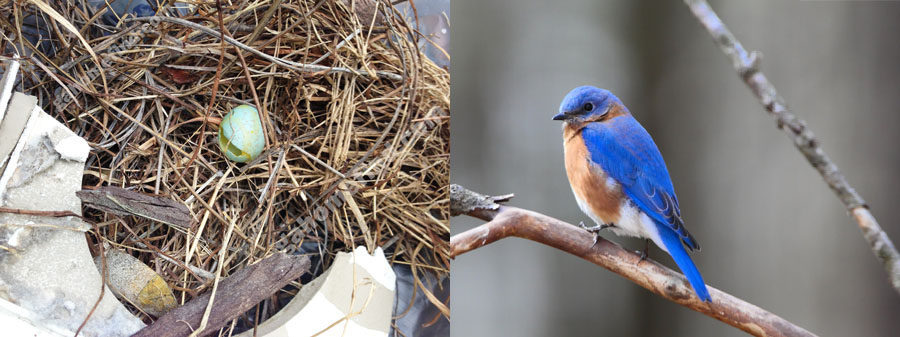 bluebird-gahomefind.jpg