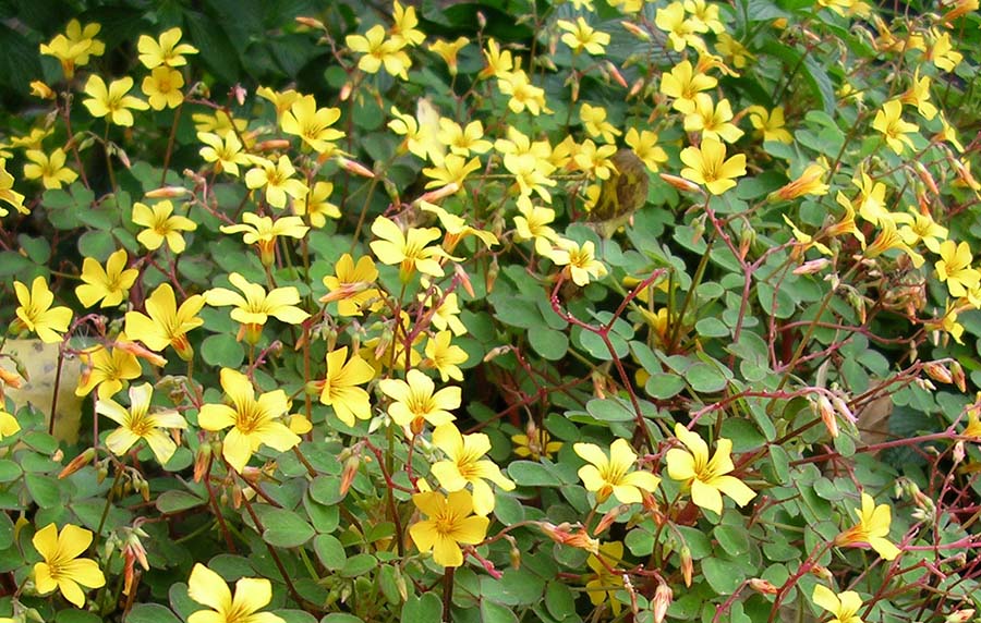 Oxalis_spiralis_vulcanicola-wiki.jpg