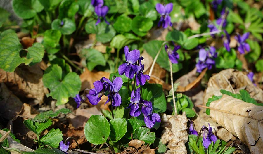 wildviolets-freeimg.jpg