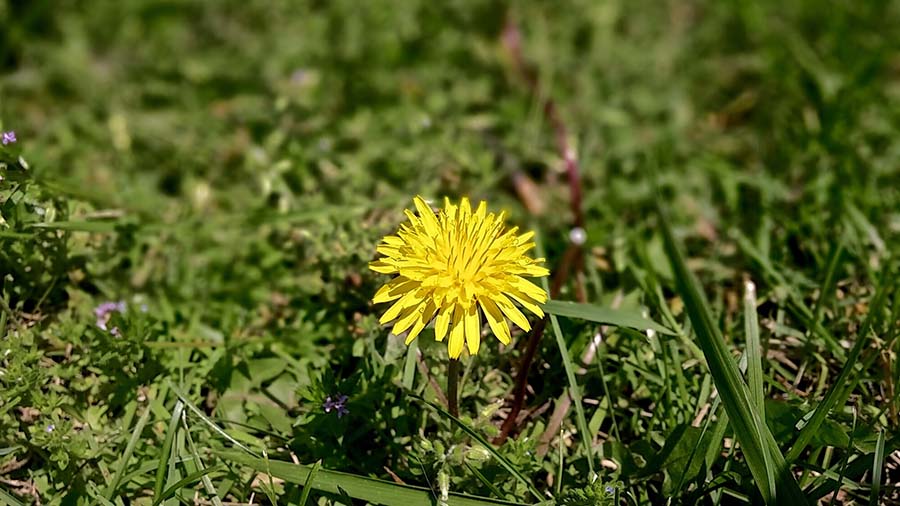 dandelion-freeimg.jpg