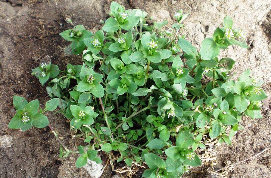 chickweed-wiki.jpg