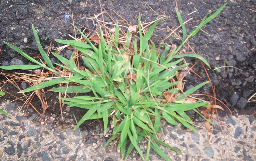 Crabgrass-wiki.jpg