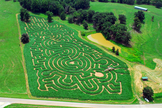 2008_corn_maze.jpg